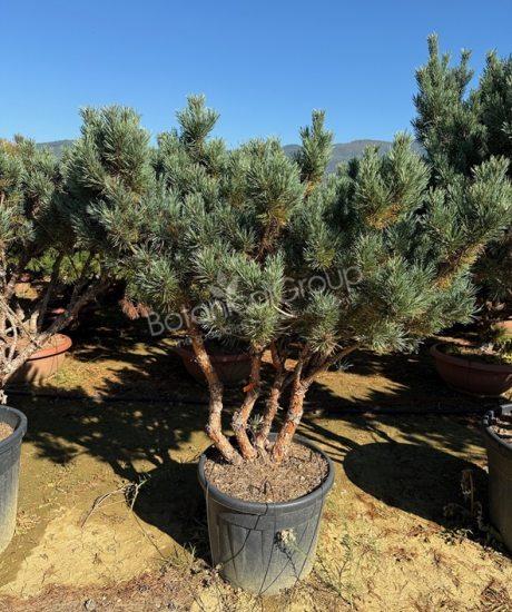 Pinus sylvestris 'Watereri' - Grove den