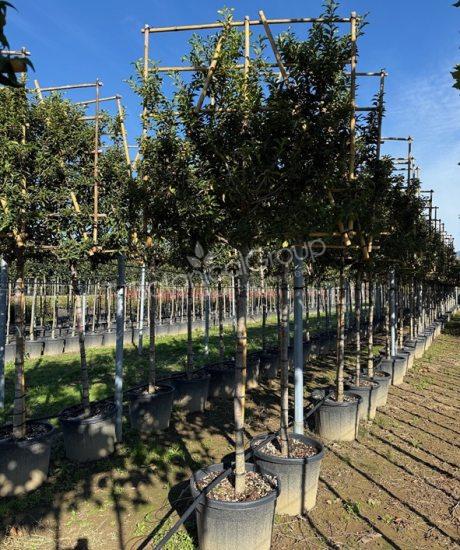 Prunus lusitanica 'Brenelia' - Portugese laurier