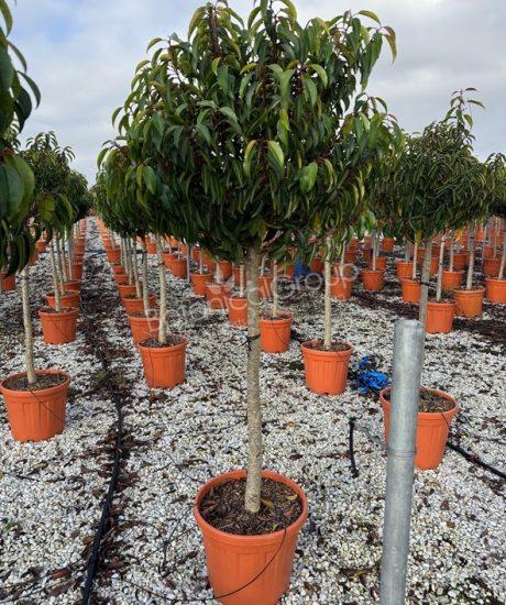 Prunus lusitanica 'Angustifolia' - Portugese laurier