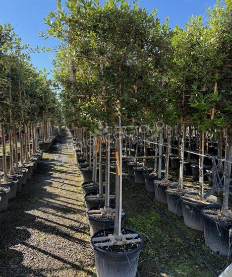 Quercus ilex - Steeneik