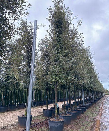 Quercus ilex - Steeneik cilinderkroon 