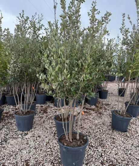 Quercus ilex - Steeneik