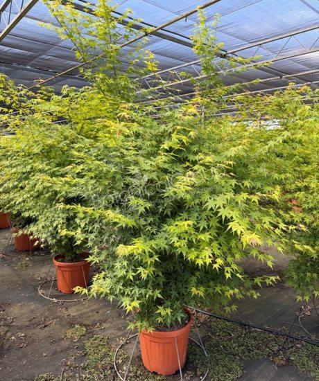 Acer palmatum 'Viride' - Japanse esdoorn
