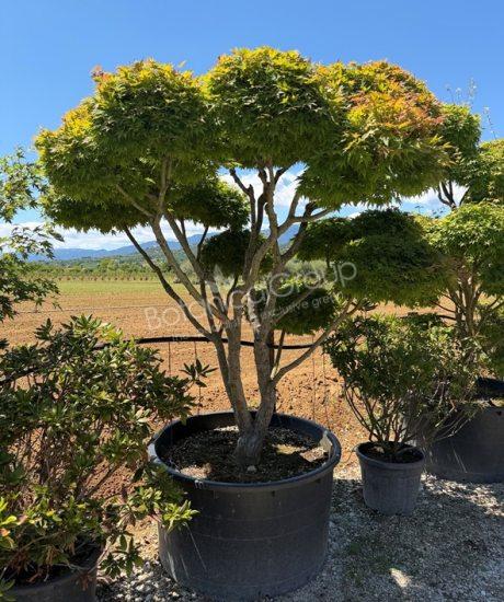 Acer palmatum - Japanse esdoorn
