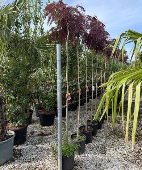 Albizia julibrissin 'Summer Chocolate' - Perzische slaapboom
