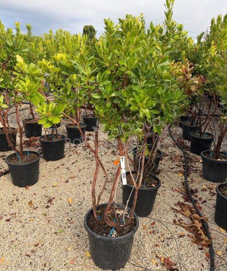 Aardbeienboom - Arbutus unedo