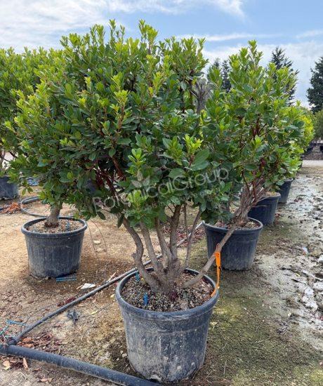 Aardbeienboom - Arbutus unedo