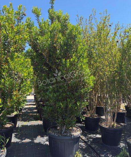 Aardbeienboom - Arbutus unedo
