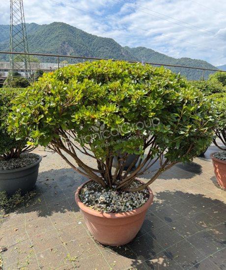 Azalea japonica - Japanse Azalea