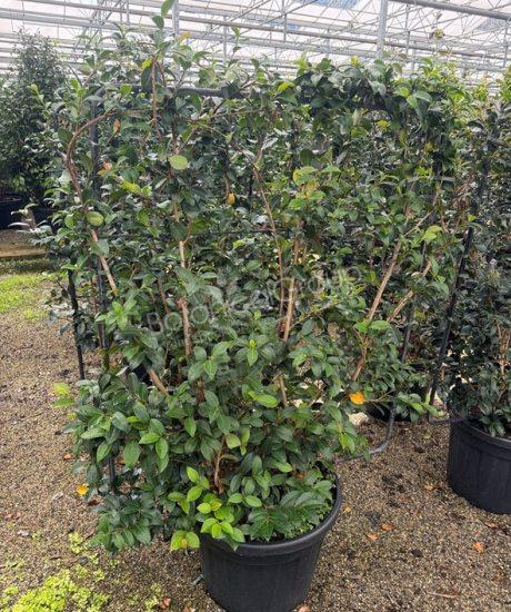 Camellia sasanqua - Camelia