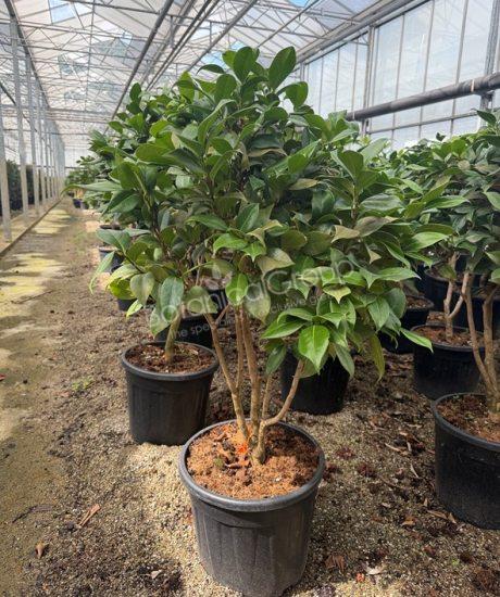Camellia japonica - Camelia