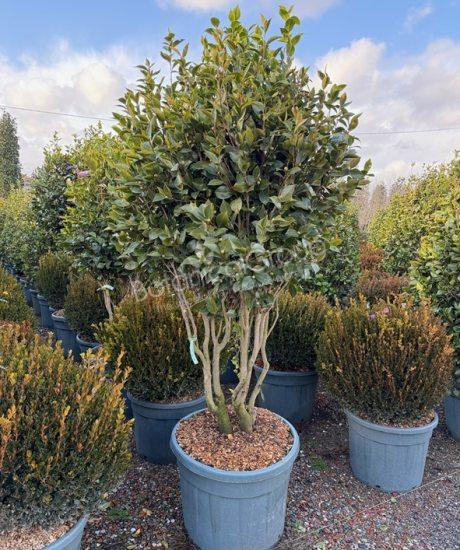 Camelia japonica - Japanse roos