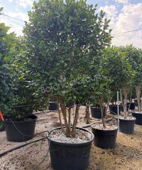 Camellia japonica - Camelia