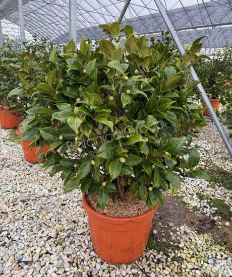 Camelia japonica - Japanse roos