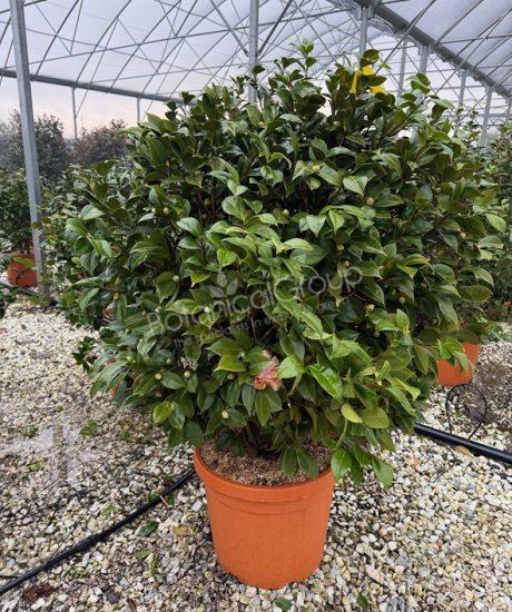 Camelia japonica - Japanse roos