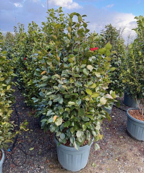 Camelia japonica - Japanse roos