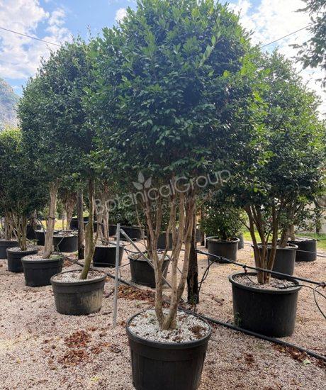 Camellia sasanqua - Camelia