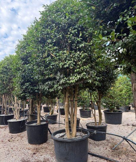 Camellia sasanqua - Camelia
