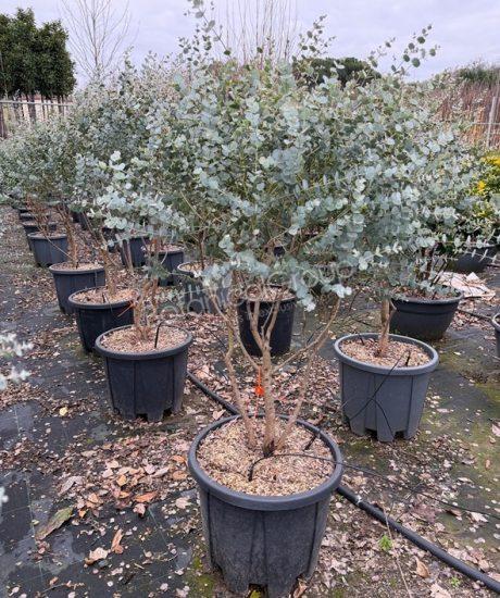 Eucalyptus gunnii 'Azura' - Eucalyptus 
