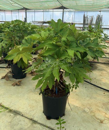 Fatsia japonica - Vingerplant