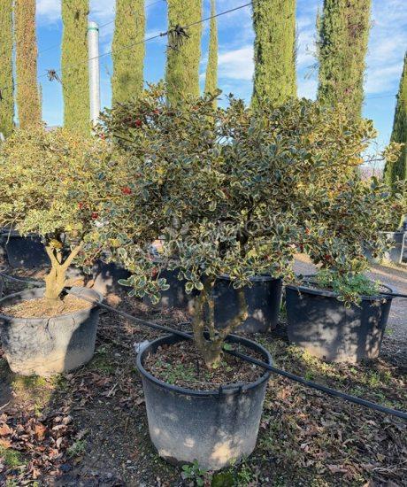 Ilex aquifolium 'Aureomarginata' - Hulst