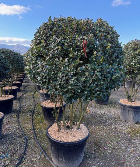 Ilex meserveae 'Blue Prince' - Hulst