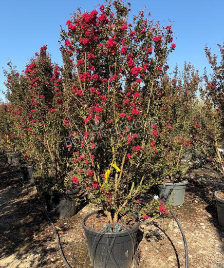 Lagerstroemia indica - Indische Sering