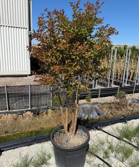 Lagerstroemia indica - Mimosa