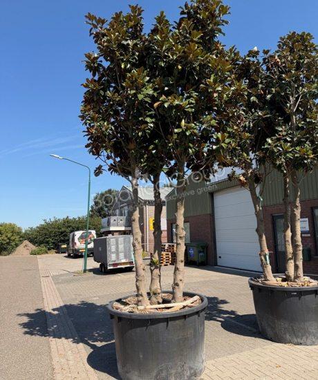 Magnolia grandiflora 'Goliath' - Groenblijvende tulpenboom