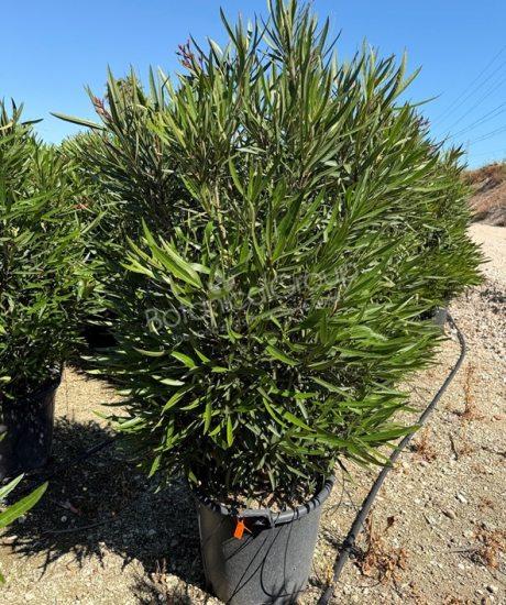 Oleander - Nerium oleander 'Papa Gambetta'