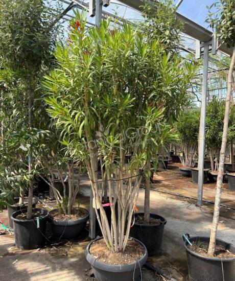 Oleander - Nerium oleander