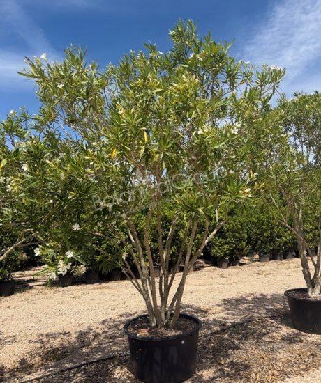 Oleander - Nerium oleander