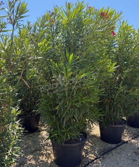 Oleander - Nerium oleander
