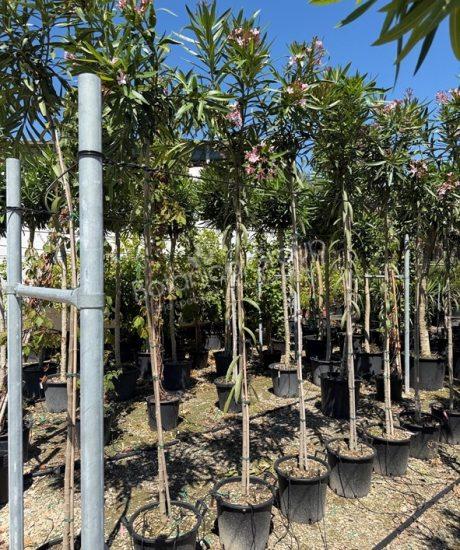 Oleander - Nerium oleander