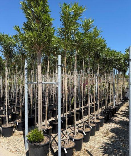 Oleander - Nerium oleander