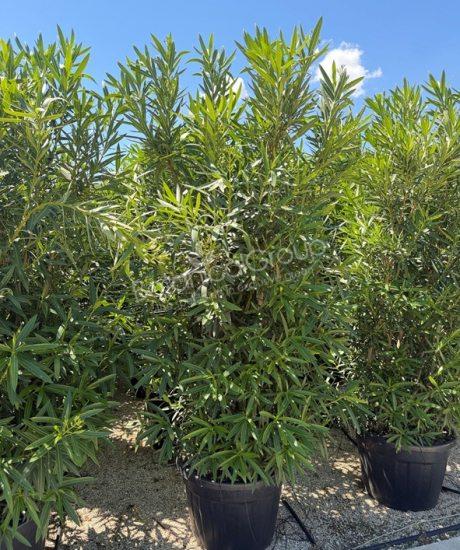 Oleander - Nerium oleander