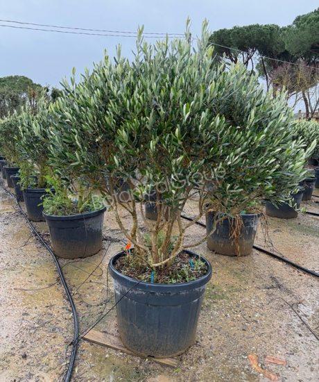 Olijfboom Forma Toscana - Olea europaea