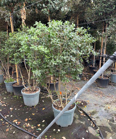 Osmanthus burkwoodii - Schijnhulst