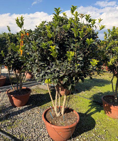 Osmanthus aquifolium - Schijnhulst