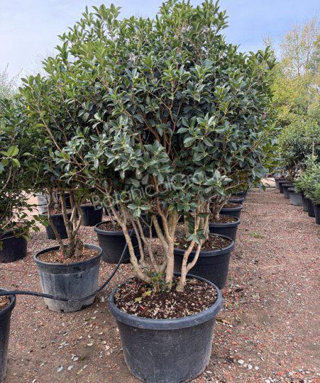 Osmanthus heterophyllus - Schijnhulst