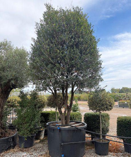 Osmanthus heterophyllus - Schijnhulst