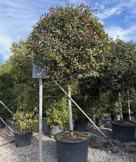 Photinia fraseri 'Red Robin' - Glansmispel
