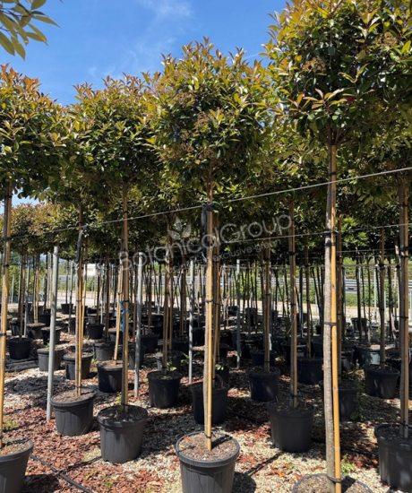 Photinia fraseri 'Red Robin' - Glansmispel bolkroon
