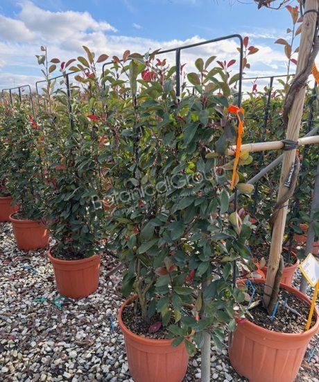 Photinia fraseri 'Red Robin' - Glansmispel