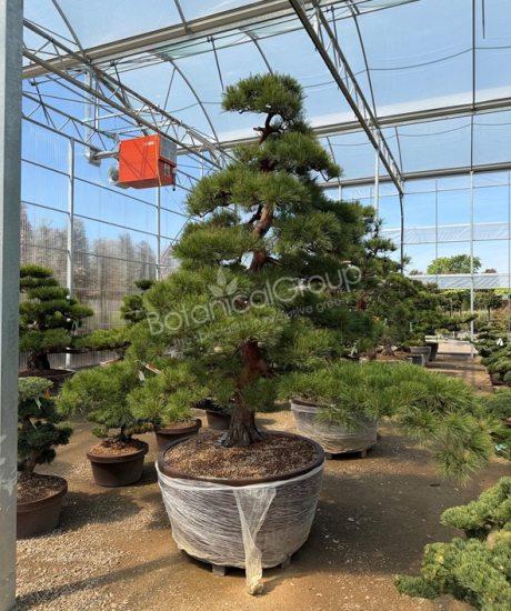 Pinus densiflora