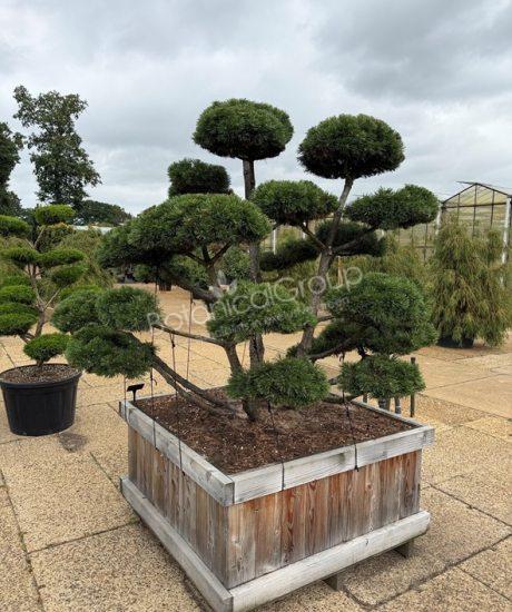 Pinus mugo 'Gnom'
