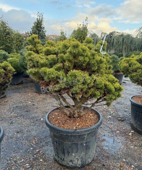 Pinus mugo 'Peterlee' - Bolvormige den