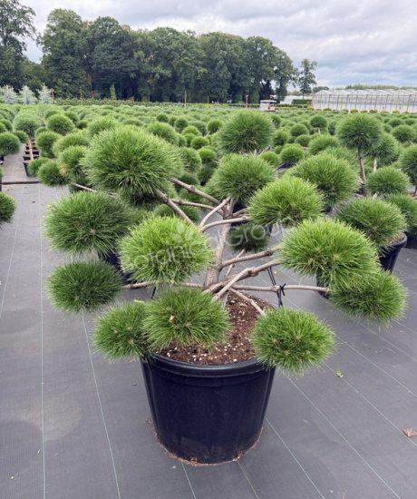 Pinus nigra 'Brepo'