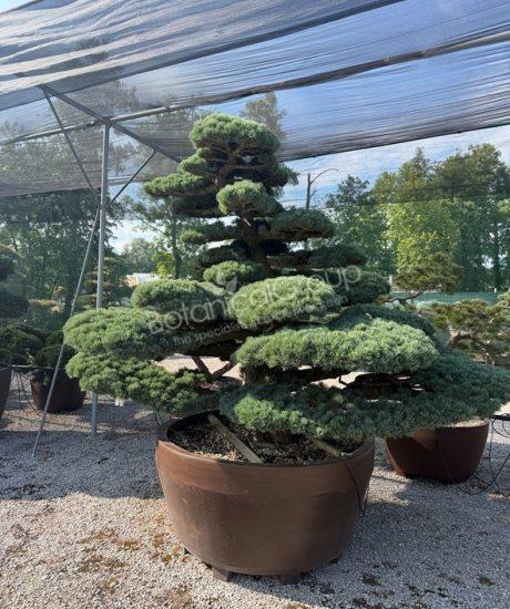 Pinus pentaphylla