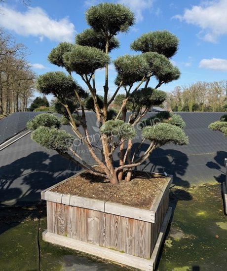 Pinus sylvestris 'Watereri'